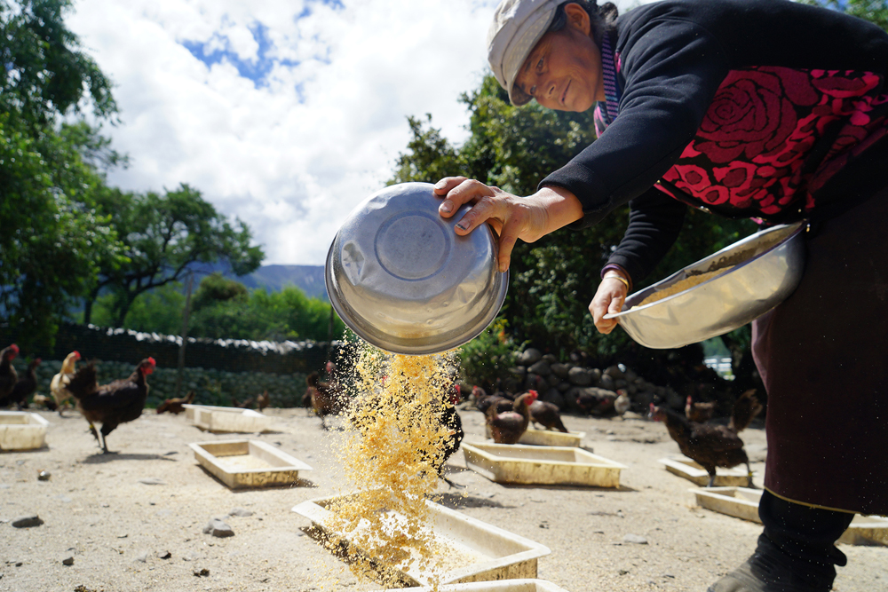 Борьба с нищетой в КНР: жители поселка Гэнчжан в Тибете встали на путь обогащения