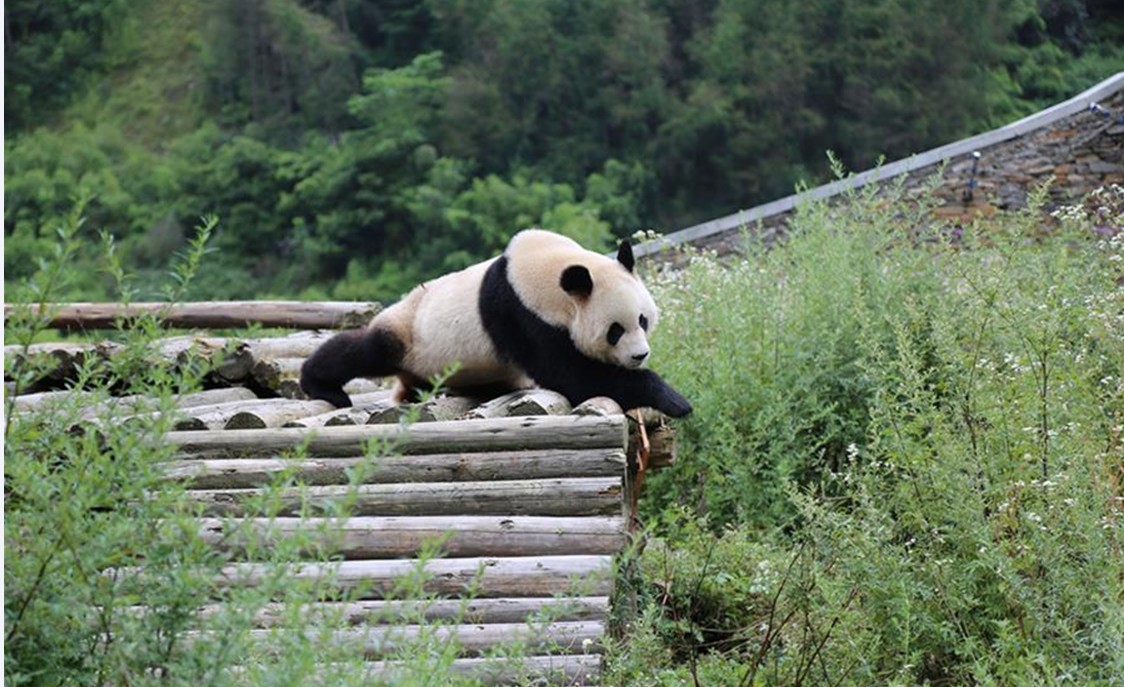 Панды из заповедника "Волун" остались невредимыми после землетрясения в Цзючжайгоу